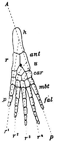 . 56.    . ( Gegenbaur).  -  ; r1, r2, r3, r4 -  ; h -   ; ant -   ; r -   ; mbt -   : fal -  ; u - ulna  fibula; r - radius  tibia; ,  -  