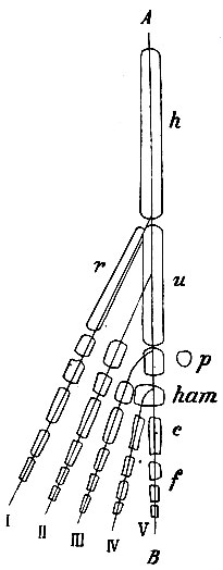 . 57.     .  -  , I, II, III, IV -  ; h - humerus; r - radius; -ulna;  - os pisiforme; ham - os hamatum;  -  ; f - .  ,   ,     