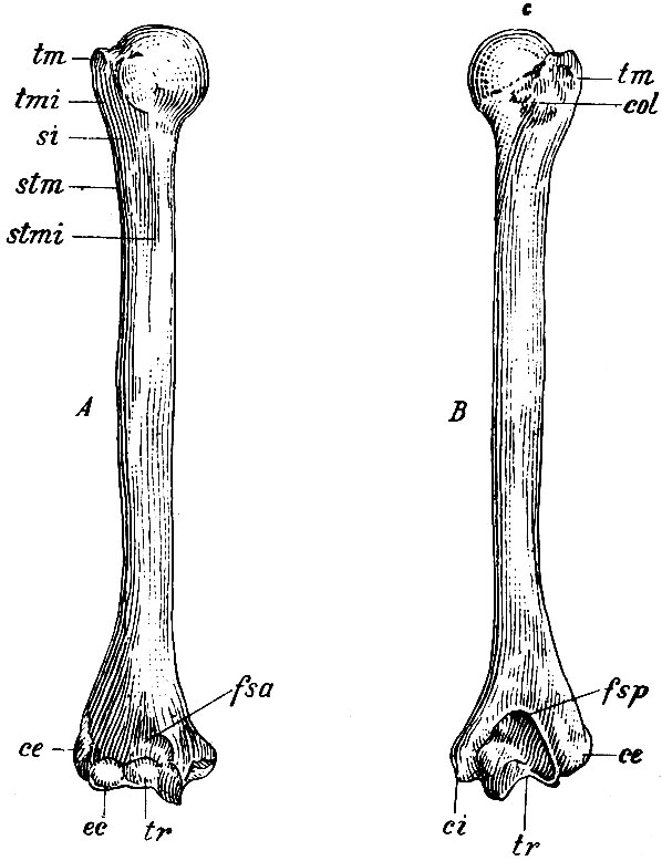 . 58.     - ;  - .  - capitulum; col - collum anatomicum; tm - tuberculum majus; tmi - tuberculum minus; si - sulcus intertubercularis; stm - spina tuberculi majoris; stmi - spina tuberculi minoris; ce - condylus externus; ci - condylus internus; tr - trochlea; ec - eminentia capitata; fsa - fossa supratrochlearis anterior; fsp - fossa supratrochlearis posterior