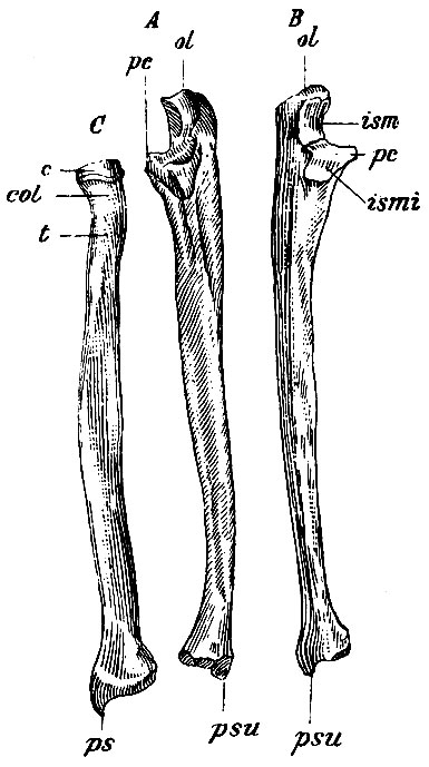 . 59.    -      ,  -     .  -     . ol - proc. olecranon;  - proc. coronoideus; ism - incisura sigmoidea major; ismi - incisura sigmoidea minor; psu - processus styloideus ulnae;  - capitulum radii; col - collum radii; t - tuberositas radii; ps - processus styloideus radii