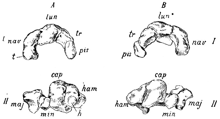 . 60.   :  -   ;  -  , I -  ; II -  . nav - os naviculare; t - tuberositas os. naviculari; lun - os lunatum; tr - os triquetrum; pis - os pisiforme; maj - os multangulum majus; min - os multangulum minus; cap - os capitatum; ham - os hamatum; h - hamulus ossis hamati