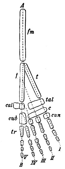 . 62.      . - ; I, II, III, IV -  ; fm - ; f -   ; t -   ; cal - ; tal - ;  - ,  ; cub -  ; un - ; tr -       