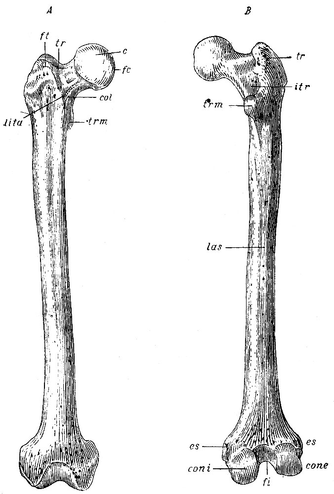 . 63.    - ,  - .  - capitulum femoris; fc - fovea capituli; col - collum fem.; tr - trochanter major; ft - fossa trochanterica; trn - trochanter minor; lita - linea intertrochanterica anterior; itr - linea intertrochanterica posterior; las - linea aspera; cone - condylus externus; coni - condylus internus; fi - fossa intercondyloidea; es - epicondyli