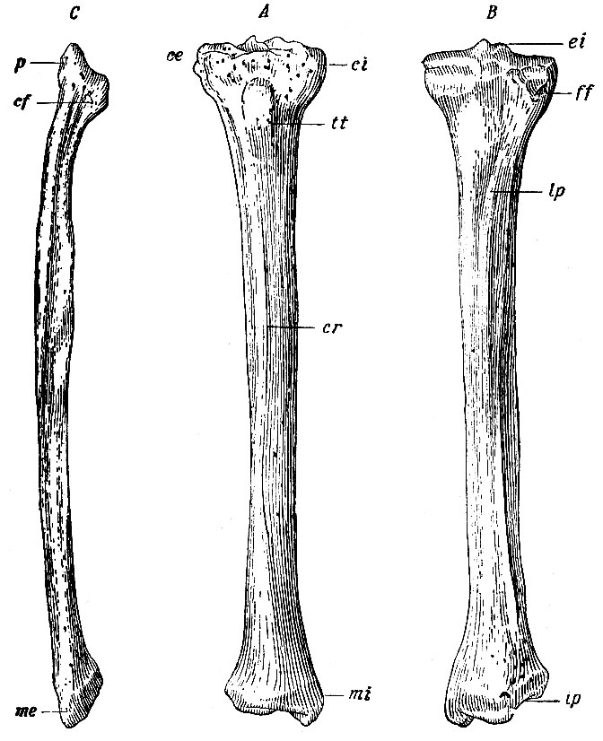 . 64.  -    ;  -    ;  -   . ci -condylus internus;  - condylus externus: ei - eminentia intercondyloidea; tt - tuberositas tibiae; cr - crista tibiae; mi- malleolus internus; ff -     fibulae; lp - linea poplitea; ip - incisura peronea; cf - capitulum fibulae; p - processus peronecranon; me -   fibulae,    