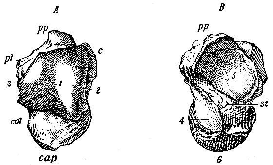 . 66.   ().  - ,  - .  - corpus; col - collum; cap - capitulum; pi - processus lateralis; pp - processus posterior tali; 1 -     tibiae; 2 -     ; 3 -     ; 4 -    sustentaculum tali; 5 -      ; 6 -   .   ; st - sulcus tali