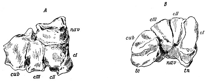 . 68.          - ,  - . nav - os naviculare; tn - tuberositas ossis navicularis; cI - os entocuneiforme; cII - os mesocuneiforme; cIII - os ectocuneiforme; cub - os cuboideum; tc - tuberositas ossis cuboidei