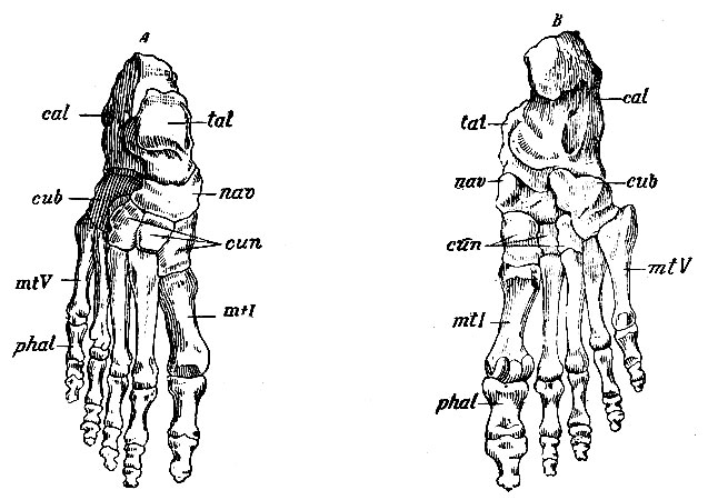 . 69. .  -   ,  -   . cal - calcaneus; tal - talus; nav - os naviculare, cub -. os cuboideum; un - ossa cuneiformia; mtI-mtV - ossa metatarsi; phal - phalanges