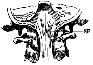 . 87.  - apparatus, ligamentosus, . .           2-    pars basilaris ossis occipitis