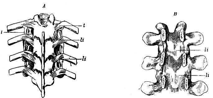 . 88.  -    ;  -   . li - ligg. intercruralia         ; t - lig. tuberculi costae; i - lig. intertransversale