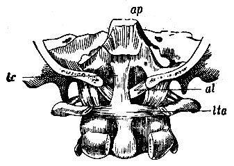 . 90.         :  -      apparat. ligamentos.; lc - lig. cruciatum; al - lig. alaria; lta - lig. transversum atlantis