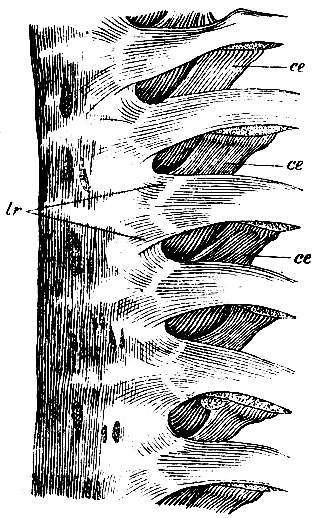 . 91.    . lr - ligg. radiate; ce, ce - ligg, colli costae anteriora