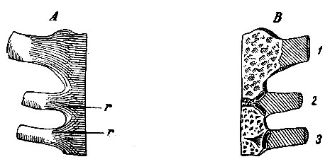 . 92.  -     , r, r - ligg. radiata.  -       