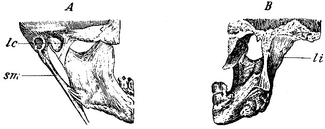. 95.    .  - : le - lig. laterale externum; sm - lig. stylo-maxillare; B - : li - lig. laterale internum