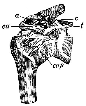 . 98.       . t - lig. conicum;  - lig. trapezoides  lig. coraco-claviculare; a - lig. acromio-claviculare; ca - lig. coraco-acrominale; cap - lig. capsulare  