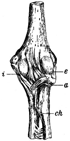 . 99.    . i - lig. laterale internum;  - lig. laterale externum; a - lig. annulare; ch - chorda transversalis