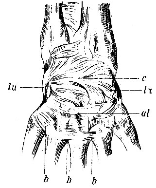. 102.      . c - lig. capsulare  ; lr - lig. laterale radiale; lu - lig. laterale ulnare; al - apparatus ligamentosus dorsalis  ; b, b, b - ligg. dorsalia basium os. metacarpi