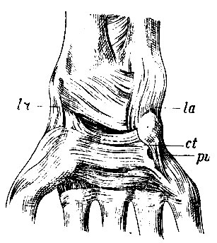 . 101.     . lr - lig. laterale radiale; la - lig. laterale ulnar; ct - lig, carpi volare proprium s. lig. transversum; pu - lig. piso-uncinatum