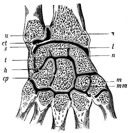 . 103.     . r - ;  -  ; ct - cartilago triangularis  ; s - lig. subcruentum; n -  ; l -  ; t -  , m -   ; mm -   ;  -  ; h -  
