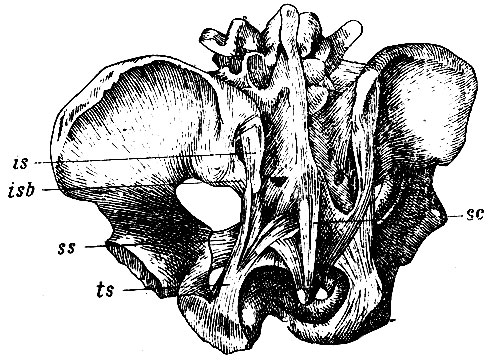 . 105.   . is - lig. ilio-sacrum longum; isb - lig. ilio-sacrum breve; ss- ligamentum sacro-spinosum; ts - lig. sacro-tuberosum; sc - lig. sacro-coccygea