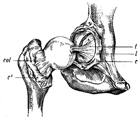 . 108.    . l - labrum cartilagineum acetabuli;  -   ,    acetabuli; t - lig. teres; ' -   ,     ; col -   ,         