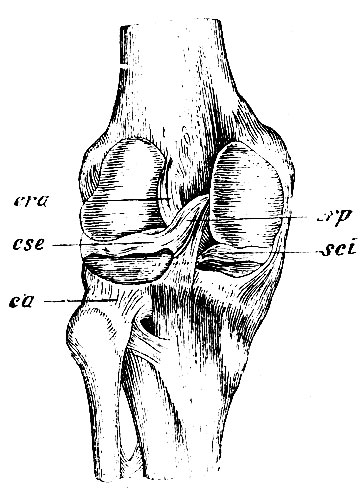. 114.   . p - patella; t -   ; lp - lig. patellae proprium; ca -  ; li - lig. laterale internum