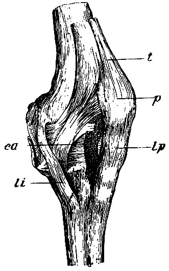 . 115.   ;   . crp - lig. cruciatum posterius; cra - lig. cruciatum anterius; sci - cartilago semilunaris interna; cse - cartilago semilunaris externa; ca -       
