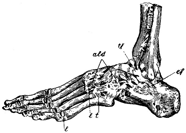 . 118.   -  . tf - lig. talo-fibulare anticum; ef - lig. calcaneo-fibulare; ald - apparatus ligamentosus dorsalis; lt - ligg. transversalia basium ossium metatarsi dorsalia; l - lig. laterals  V     