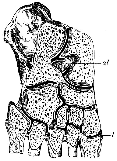 . 121.      ,         : al - apparatus ligamentosus sinus tarsi; l - ,  1-     2- 