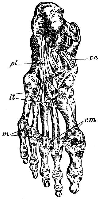 . 122.     . pi - lig. plantare longum; cn - lig. calcaneo-naviculare; lt - ligg. transversalia basium ossium metatarsi; m, cm - ligg. capitulorum ossium metatarsi transversalia
