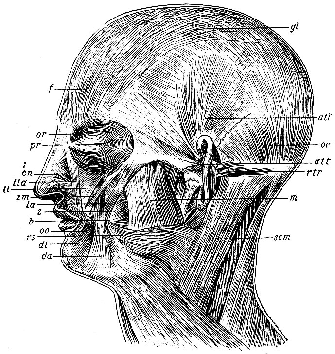 . 125. gl - galea aponeurotica ; l - m. frontalis; c - m. occipitalis; att - m. attolens; att - m. attrahens; rtr - m. retrahens auriculae; or - m. orbicularis oculi; pr - m. procerus; cn - m. compressor nasi; lla - m. levator labii superioris alaeque nasi; ll - m. levator labii superioris proprius; zm - m. zygomaticus minor; la - m. levator anguli oris; z - m. zygomaticus major; b - m. buccinator; oo - m. orbicularis oris; dl - m. depressor labii inferoris; da - m. depressor anguli oris; rs - m. risorius Santorini; m - m. masseter; scm - m. sterno-cleido-mastoideus