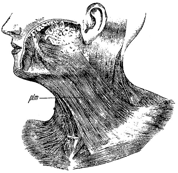 . 127.     . plm - m. platysma