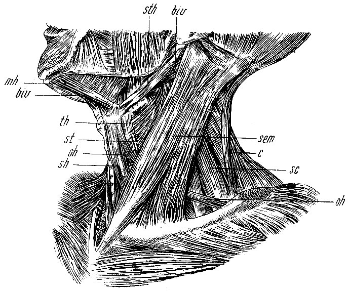  128.       . mh - m. mylohyoideus; biv, biv - m. biventer max. inf.; sth - m. stylo-hyoideus; sem - m. sterno-cleido-mastoideus; sh - m. sterno-hyoideus; st - m. sterno-thyreoideus; th- m. thyreo-hyoideus; oh, oh - m. omo-hyoideus;  - m. cucullaris; sc - mm. scaleni