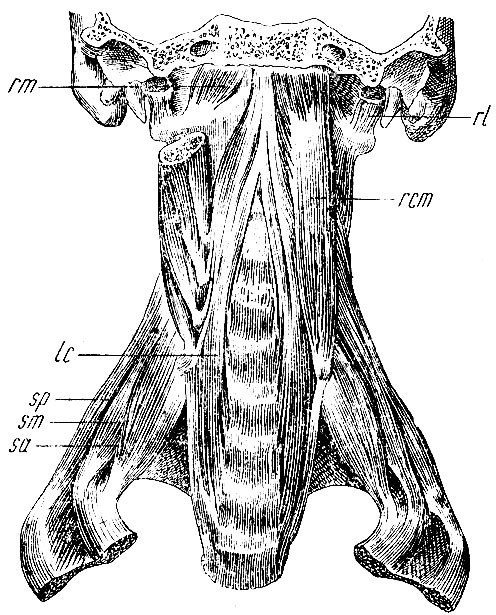 . 129.   . rcm - m. rectus capitis anticus major; rm - m. rectus capitis anticus minor; rl - m. rectus capitis lateralis; lc - m. longus colli; sa - m. scalenus anticus; sm - m. scalenus melius; sp - m. scalenus posticus