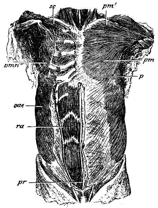 . 130.     . m' - portio clavicularis musculi pectoralis majoris; pm - portio sterno-costalis m. pectoralis majoris; p - portio abdominalis   ;  - m. pectoralis minor; sc - m. subclavius; oae - m. obliquus abdominis externus; ra - m. rectus abdominis; pr - m. pyramidalis