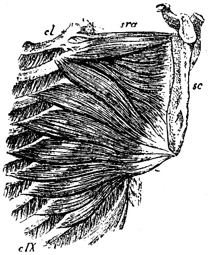 . 131. sra - m. serratus anticus; sc - ,   ; cl -  ; c IX -  