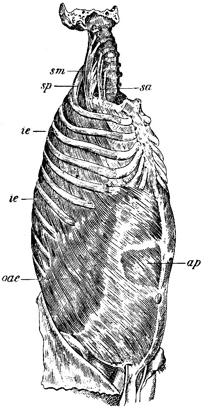 . 132.     . sa - m. scalenus anticus; sm - m. scalenus , medius; sp - m. scalenus posticus; ie, ie - mm. intercostales externi; oae - m. obliquus abdominis externus; ap - ,     