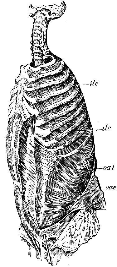 . 133.     . itc, itc - musculi intercostales interni; oai - m. obliquus abdominis internus; oae - m. obliquus abdominis externus,   