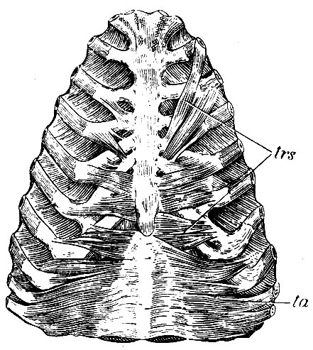 . 134.      ,   : trs - m. triangularis sterni, ta - m. transversus abdominis ()
