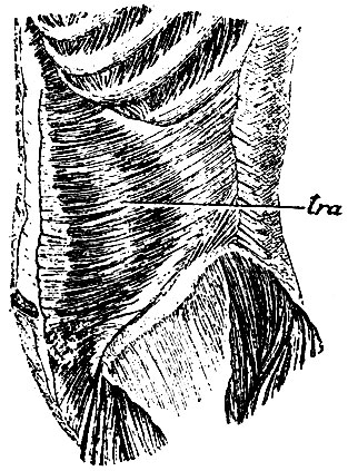 . 135. tra - musculus transversa abdominis  