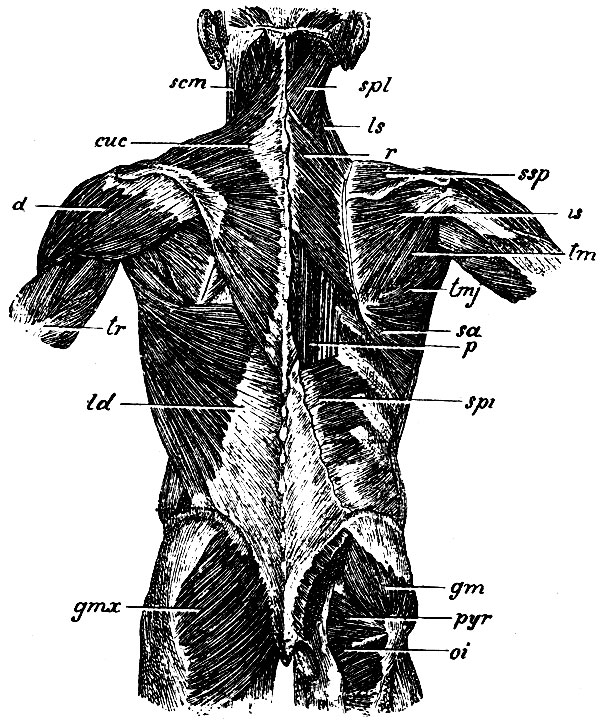 . 136.   :    ,    ,      . uc - m. cucullaris; ld - m. latissimus dorsi; ls - m. levator anguli scapulae; r - m. rhomboideus; spl - m. splenius capitis et colli; spi - m. serratus posticus inferior (, m. serratus post, super.,    ); scm - m. sterno-cleido-mastoideus; d - m. deltoideus; tr - m. triceps brachii; ssp - m. supraspinatus; is - m. infraspinatus; tm - m. teres minor; tmj - m. teres major; sa - m. serratus anticus; p - m.   ; gmx-m. glutaeus madius; gm - m. glutaeus medius; pyr - m. pyri formis; oi - m. obturator internus
