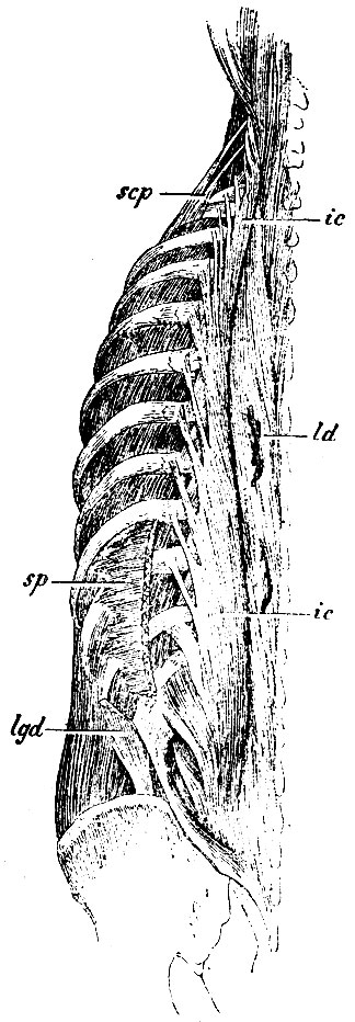 . 138.   . ic, i - m. ilio-costalis,   ,          ,         ; ld - m. longissimus dorsi; scp - m. scalenus posticus; sp -   m. serrati postici inferioris; lgd -   m. latissimi dorsi