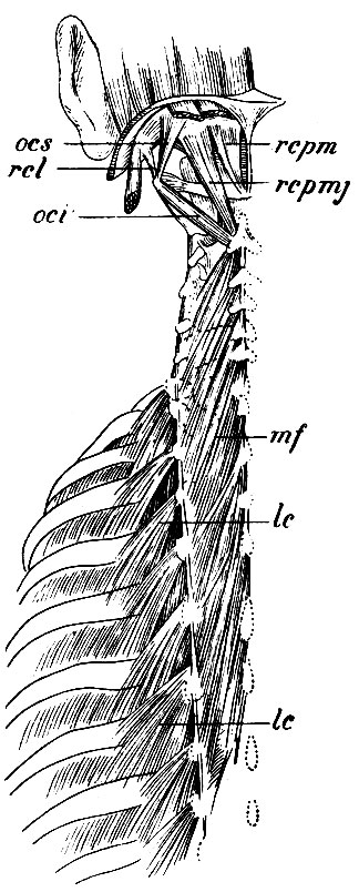 . 141. mf - m. multifidus lc, lc -  . levatores costarum: m. rectus capitis posticus rcpm - m. rectus capitis posticus major; rcpmj - m. rectus capitis lateralis; ocs - m. obliquus capitis superior; oci - m. obliquus capitis inferior