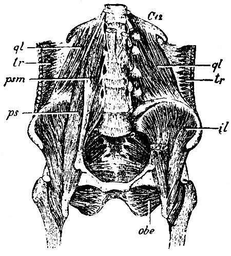 . 143.    : psm - m. psoas minor; ps - m. psoas major; ql, ql - m. quadratus lumborum; C12 -  ; it-m. iliacus internus; obe - m. obturator externus; tr, tr - m. transversus abdominis