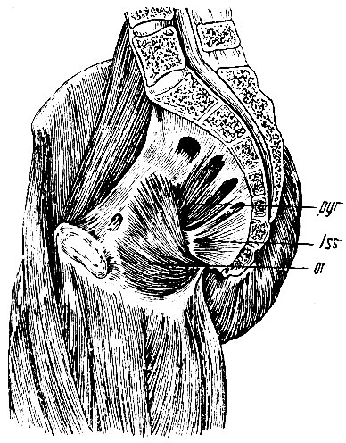. 144.    . r - m. pyriformis; oi - m. obturator internus; lss - lig. sacro-spinosum