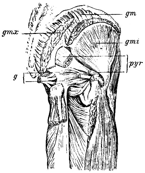 . 146.     . gmi - m. glutaeus minimus; gmx -   m. glutaei max.; gm -   m. glutaei medii; pyr - m. pyriformis,    ; g - m. gemelli
