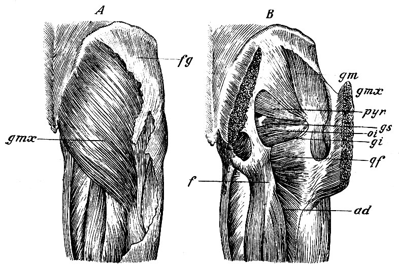 . 145.  . A   : gmx  m. glutaeus maximus; fg  fascia glutaea (   ).    : gm  m. glutaeus medius; gmx  m. glutaeus maximus,     ; r  m. pyriformis; oi  m. obturator internus; gs, gi  m. gemelli superior et inferior; qf  m. quadratus femoris; f     ; ad  m. adductor fem. magnus