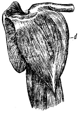 . 147. D - m. deltoideus  