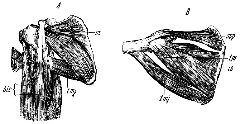 . 148.  -    ;  -    . ssp - m. supraspinatus; is - m. infraspinatus; tm - m. teres minor; ss - m. subscapularis; tmj - m. teres major; bic - m. biceps brachii