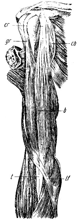 . 149.     . b - m. biceps brachii; gr -  ,      (gleno-radialis); cr -   m. bicipitis,     (coraco-radialis); cb - m. coraco-brachialis; t -   m. bicipitis; lf - lacertus fibrosus 