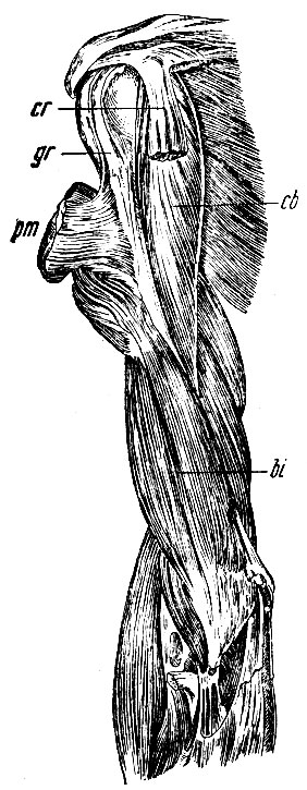 . 150.      : bi - m. brachialis intrnus; cb - m. coraco-brachialis; pm -  m. pectoralis majoris; cr  gr -   . bicipitis